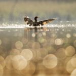 bird-g37189fdc1_1280