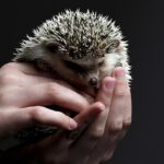 Wie geht es weiter mit der Igelhilfe? animal-3209499_640