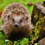 hedgehog-1759027_640