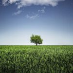 Gehölzschutzsatzung beschlossen tree-736887_640