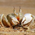 crab-950463_640
