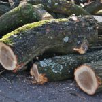 Warum Zwickaus` Bäume gefällt werden – und was sie einbringen felled-tree-trunks-1100515_640